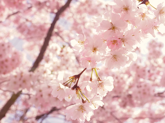 春です！一緒に花見に行きましょう